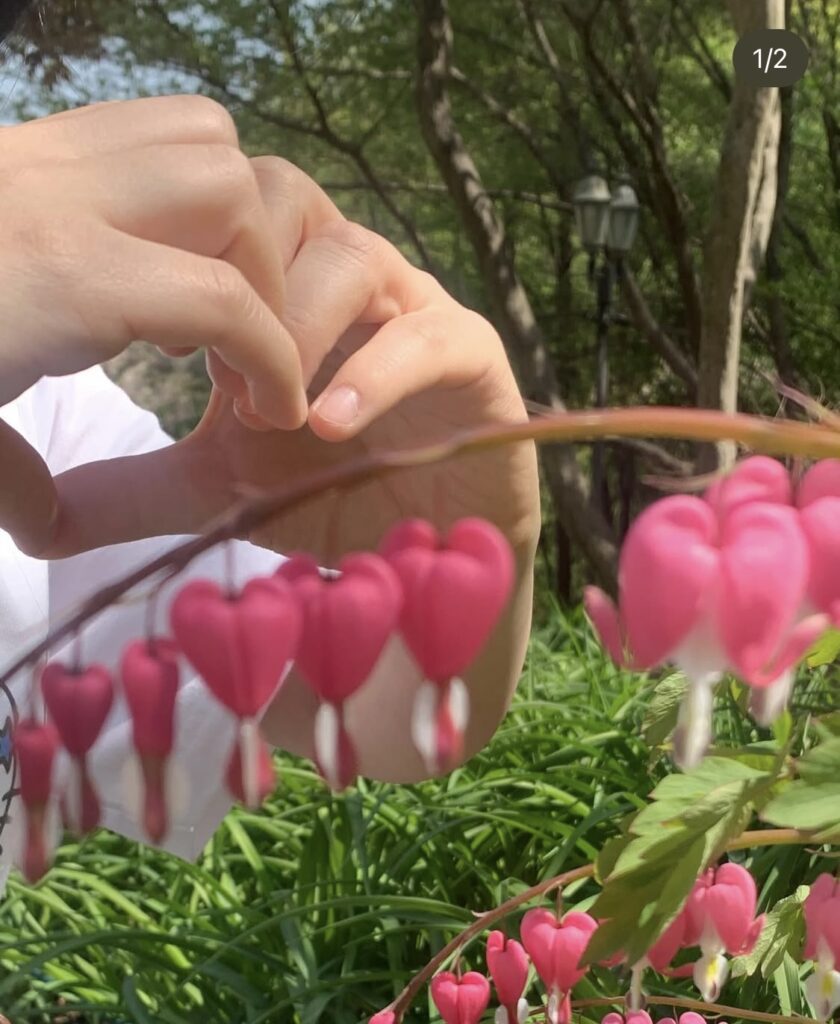 close-up of pink bleeding heart flowers with Uniqlo Hello Kitty T-shirt in background.