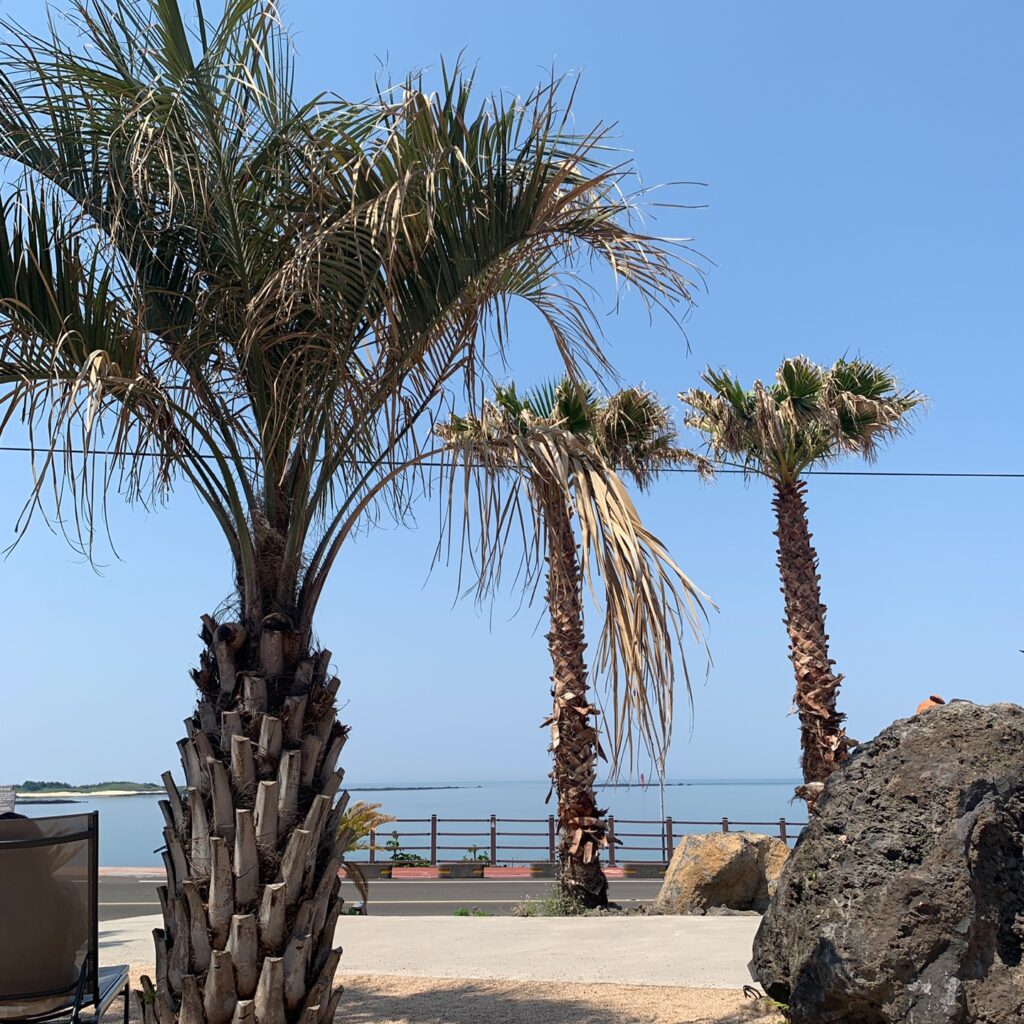 palm trees with ocean view at Jeju Cafe Costeño on a clear day