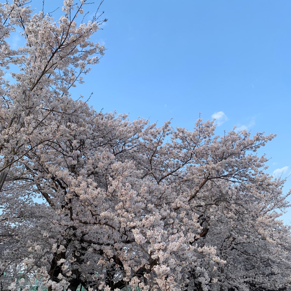 Eonyang cherry blossoms Ulsan spring scenery